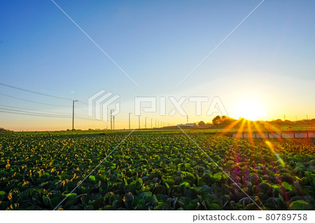 Field illuminated by the morning sun 80789758
