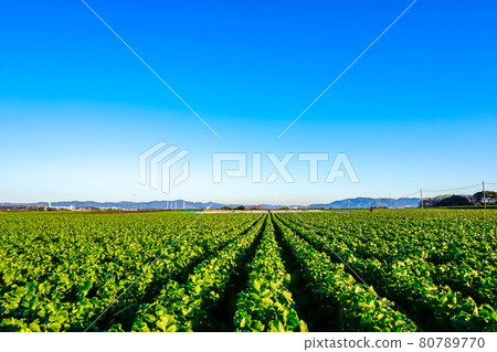 晨光照亮的田野 80789770