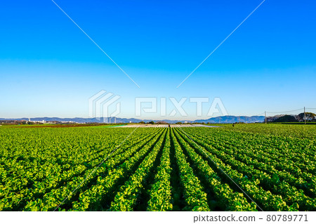 Field illuminated by the morning sun Field illuminated by the morning sun 80789771