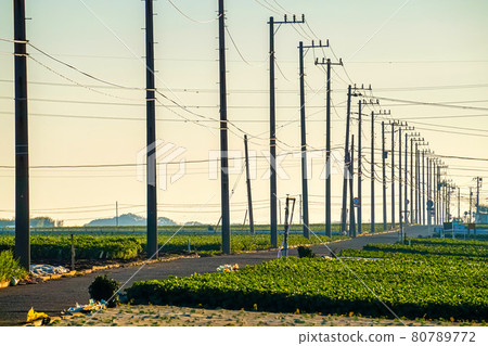 Field illuminated by the morning sun Field illuminated by the morning sun 80789772