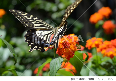 Butterflies and flowers, summer landscape Butterflies and flowers, summer landscape 80790409