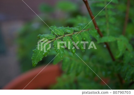 Sansho Sansho Hajikami Plant Spices 80790703