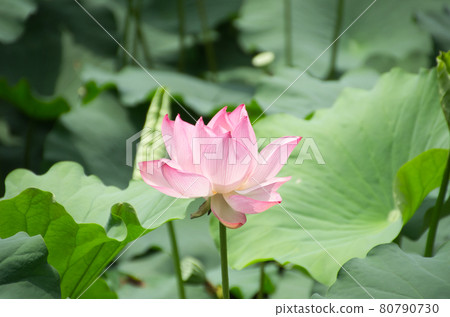 Lotus flower Lotus flower 80790730