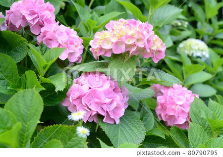 Flower landscape hydrangea Flower landscape hydrangea 80790795