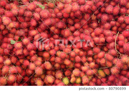 SEREMBAN, MALAYSIA -OCTOBER 01, 2016: Jambu air or the scientific name is Syzygium aqueum. Also known as water cherry or water rose apple. Is is a tropical fruit and taste very juicy. SEREMBAN, MALAYSIA -OCTOBER 01, 2016: Jambu air or the scientific name is Syzygium aqueum. Also known as water cherry or water rose apple. Is is a tropical fruit and taste very juicy. 80790899