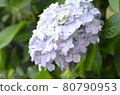 Early summer flower hydrangea 80790953