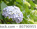 Early summer flower hydrangea 80790955