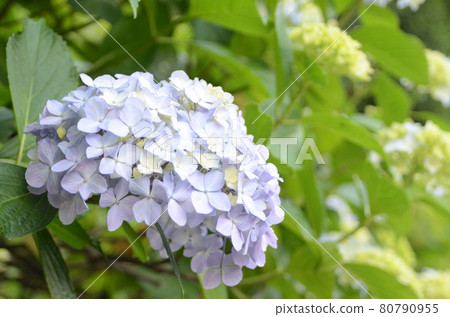 初夏花繡球花 80790955