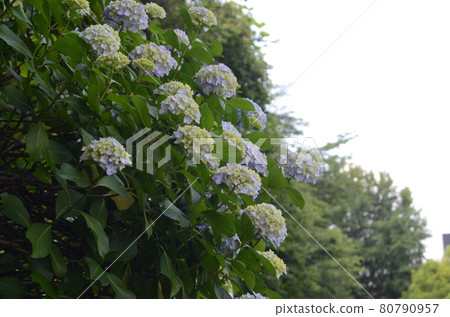 初夏花繡球花 80790957