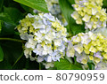 Early summer flower hydrangea 80790959