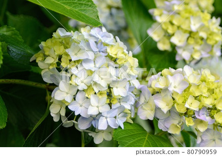 Early summer flower hydrangea Early summer flower hydrangea 80790959