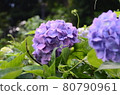 Early summer flower hydrangea 80790961