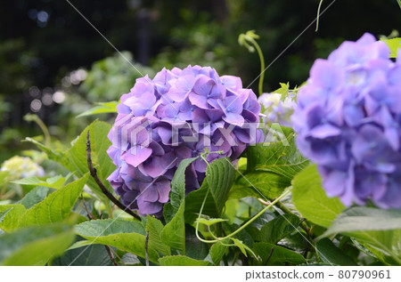初夏花繡球花 80790961