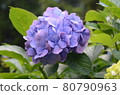 Early summer flower hydrangea 80790963
