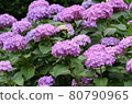 Early summer flower hydrangea 80790965