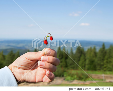 Girl are holding wild strawberry on mountains background. Girl are holding wild strawberry on mountains background. 80791061