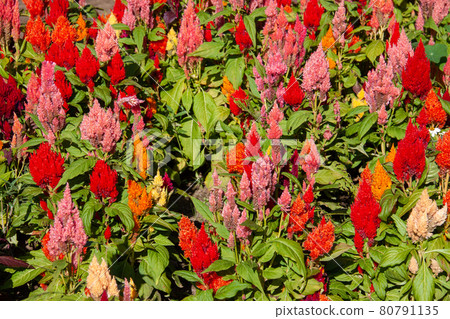 Red and pink cockscomb flower fields in full bloom Red and pink cockscomb flower fields in full bloom 80791135