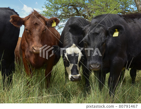 Steers fed on pasture, La Pampa, Argentina 80791467