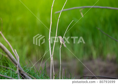Common Tailorbird, Orthotomus sutorius, perching on branch. Common Tailorbird, Orthotomus sutorius, perching on branch. 80791699