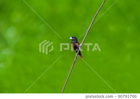 Chestnut Munia or Southern Black-headed Munia bird, Lonchura atricapilla, perching on branch. Chestnut Munia or Southern Black-headed Munia bird, Lonchura atricapilla, perching on branch. 80791700