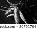 Corn 80791794