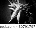 Corn 80791797