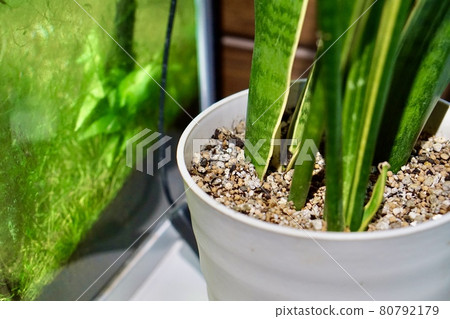 Houseplants and aquarium in white flowerpots Houseplants and aquarium in white flowerpots 80792179