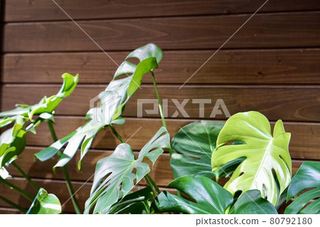 Modern walls and tropical leaves 80792180