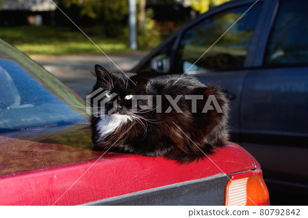 Black cat lies on the trunk of a red car 80792842