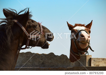 Two horses on a walk play, attacking each other Two horses on a walk play, attacking each other 80793200