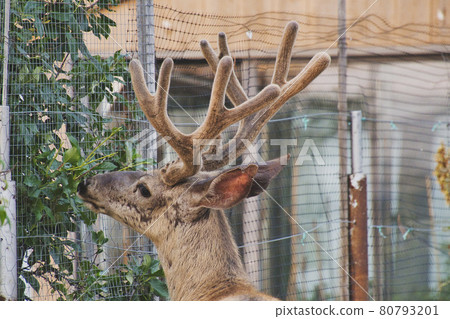 Jaspa 加拿大艾伯塔省白尾鹿肖像 Jaspa 加拿大艾伯塔省白尾鹿肖像 80793201