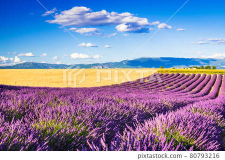 Valensole lavender field in Provence, France Valensole lavender field in Provence, France 80793216