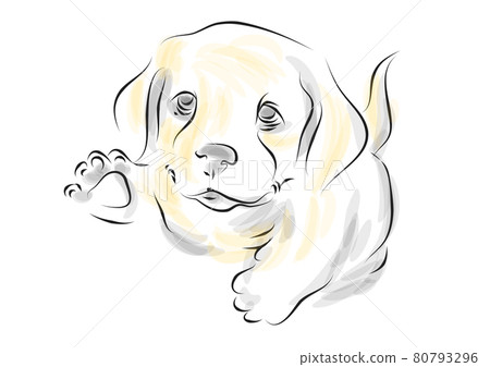 golden retriever puppy golden retriever puppy 80793296