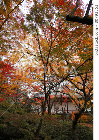 京都一座寺廟的秋景 京都一座寺廟的秋景 80793353