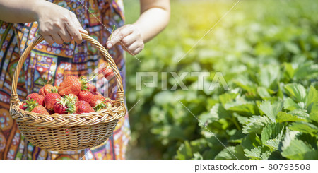 Asian beautiful woman is picking strawberry in the fruit garden on a sunny day. Fresh ripe organic strawberries in a wooden basket, Filling up a basket full of fruit. Outdoor seasonal fruit picking. Asian beautiful woman is picking strawberry in the fruit garden on a sunny day. Fresh ripe organic strawberries in a wooden basket, Filling up a basket full of fruit. Outdoor seasonal fruit picking. 80793508