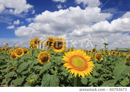Midsummer sky and sunflower flowers Kasaoka Bay Farm, Kasaoka City, Okayama Prefecture Midsummer sky and sunflower flowers Kasaoka Bay Farm, Kasaoka City, Okayama Prefecture 80793673