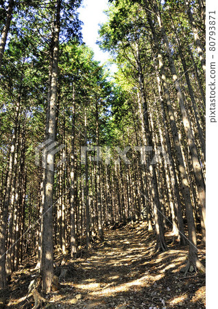 位於藤名山的柏樹林“奧武藏之道” 80793871