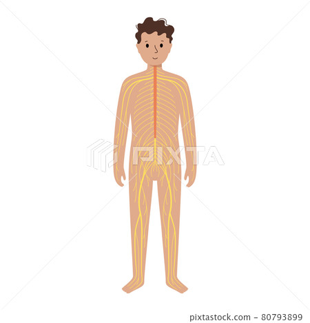 Human nervous system Human nervous system 80793899