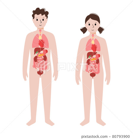 Human internal organs 80793900