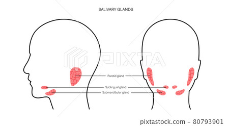 Salivary gland concept Salivary gland concept 80793901