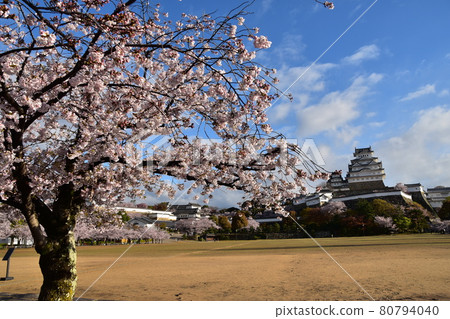 日本兵庫縣姬路市姬路城，世界遺產和國寶，春天的櫻花，藍天和宏偉的城堡塔 80794040