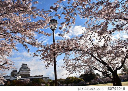 Himeji City, Hyogo Prefecture, Japan Himeji Castle, a World Heritage Site and a national treasure, spring cherry blossoms, blue sky and a magnificent castle tower Himeji City, Hyogo Prefecture, Japan Himeji Castle, a World Heritage Site and a national treasure, spring cherry blossoms, blue sky and a magnificent castle tower 80794046
