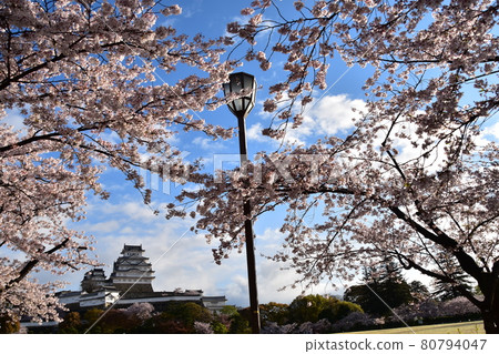 Himeji City, Hyogo Prefecture, Japan Himeji Castle, a World Heritage Site and a national treasure, spring cherry blossoms, blue sky and a magnificent castle tower Himeji City, Hyogo Prefecture, Japan Himeji Castle, a World Heritage Site and a national treasure, spring cherry blossoms, blue sky and a magnificent castle tower 80794047