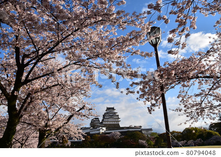 Himeji City, Hyogo Prefecture, Japan Himeji Castle, a World Heritage Site and a national treasure, spring cherry blossoms, blue sky and a magnificent castle tower Himeji City, Hyogo Prefecture, Japan Himeji Castle, a World Heritage Site and a national treasure, spring cherry blossoms, blue sky and a magnificent castle tower 80794048