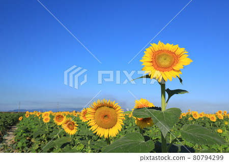 Sunflower 2786 Sunflower 2786 80794299