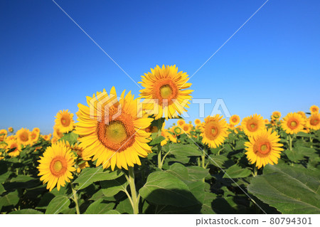 Sunflower 2651 Sunflower 2651 80794301