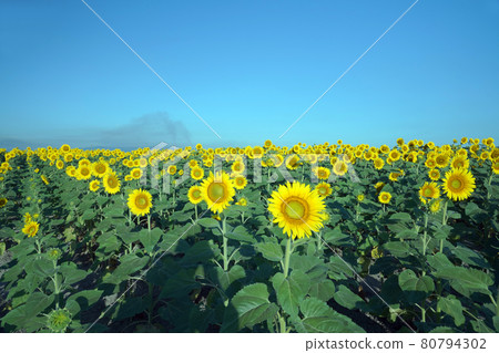 Sunflower 1165 Sunflower 1165 80794302
