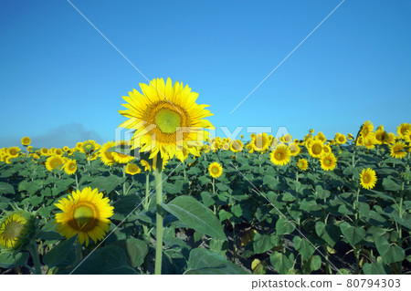 Sunflower 1166 Sunflower 1166 80794303