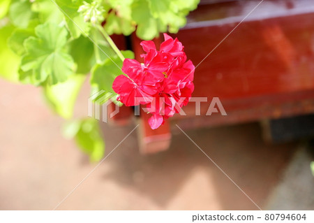 Geraniumium flowers Geraniumium flowers 80794604