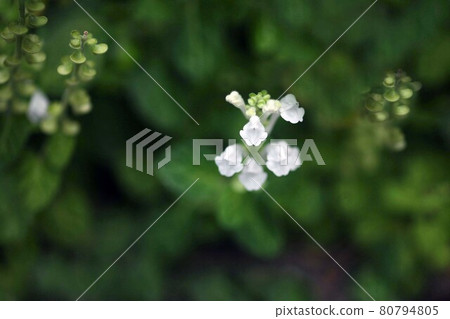黃芩的白花 黃芩的白花 80794805